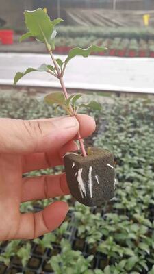 32, 50, 98, 108, , 200 Seedling trays, seedling trays, seedling holders