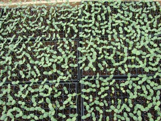 200-cell seedling trays, seedling support trays, seedling discs