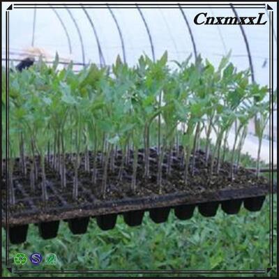 200-cell Plastic Seedling Tray - 2mm Thick and Aging Resistant for Durable Nursery Use