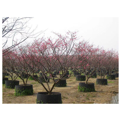 Customized Plastic Air Pruning Root Pot Big Plant Pot Cylinder Shape