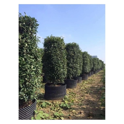 Customized Plastic Air Pruning Root Pot Big Plant Pot Cylinder Shape