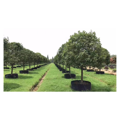 Customized Plastic Air Pruning Root Pot Big Plant Pot Cylinder Shape