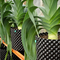 ISO9001 50 Gallon Plastic Plant Pots Fast Growth Tree Root Container