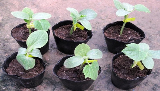 wholesale plastic  seedling tray , soft black pot  for Garden supplies