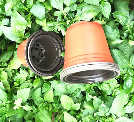 Bicolor Plastic Succulent Plants Flower Pot