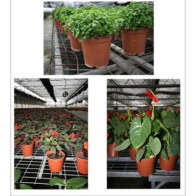 good quality plastic PP hot pepper/Chilly flower pot in low price
