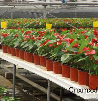 good quality plastic PP hot pepper/Chilly flower pot in low price