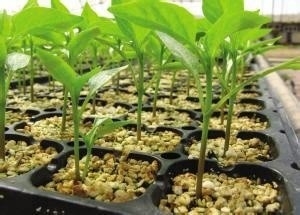 HDPE UV Stabilized Plastic Seedling Tray Air Pruning Pot