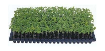 Degradable 105 Cells Hydroponic Plastic Seedling Tray For Gardening