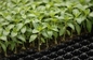 Degradable 105 Cells Hydroponic Plastic Seedling Tray For Gardening