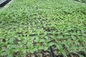 1L Propagation 200 Cell HIPS Plastic Seedling Tray Greenhouse Nursery Seed Tray