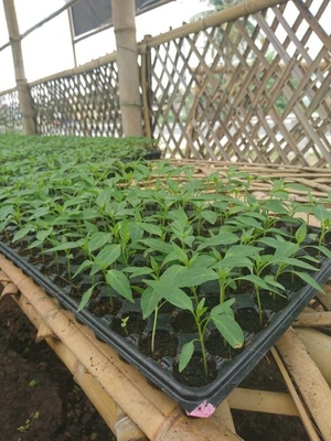 various kind holes plastic Plant Growing generation Trays plastic growing trays for you to plant planters