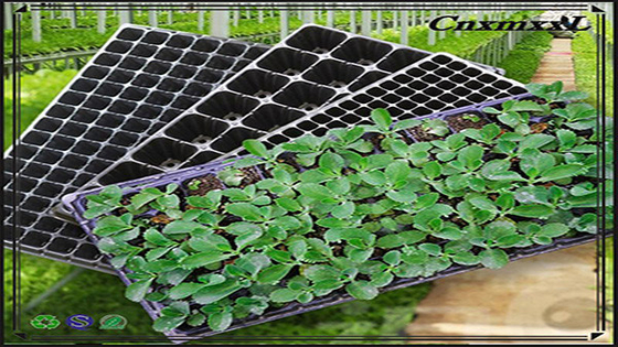 Floor Bough Pot PS PVC Black Plastic Seedling Tray With Dome For Microgreens