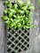 128 Holes Cell Tray Plastic Seedling Tray Blueberry Plant Tomato Seedling Trays