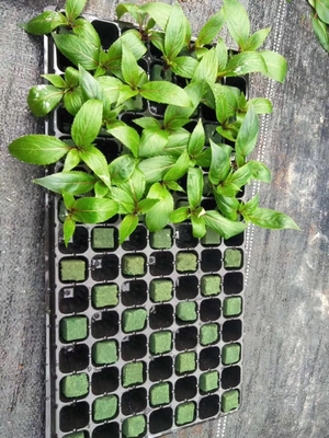 Plastic seeding tray with many kinds of holes for you to plant planters 128 holes seedling tray