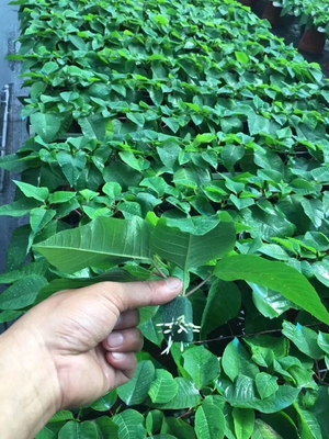 Plastic seeding tray with many kinds of holes for you to plant planters 128 holes seedling tray