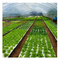 50/120/160/200 Hole Floating Seedling Tray for Soilless Cultivation Of Vegetables