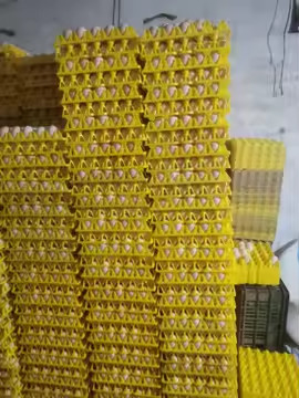 Colorful Yellow Plastic Blister Thermoformed Vacuum Plate Egg Packaging Transport 30 Egg Packaging