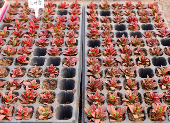 200 seedling trays, seedling holders, plastic seedling trays  seedling tray  seed starter tray   seedling starter tray