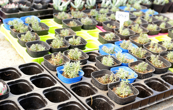 thickened seed tray,standard nursery tray,rigid plug tray,multiple cavity tray,uniform cell tray,flat seed starting tray,PS plastic seed tray,PVC nursery tray
